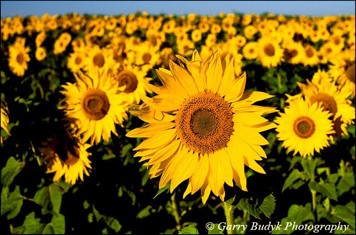 Sunflower Field
